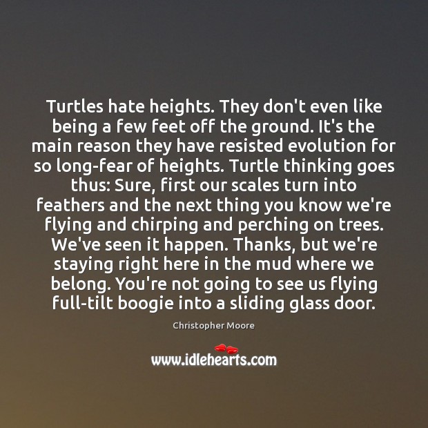 Turtles hate heights. They don’t even like being a few feet off Image