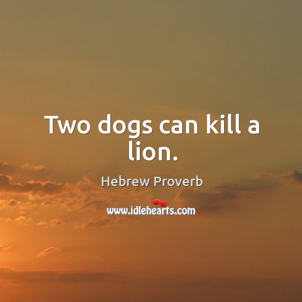 Two dogs can kill a lion. Hebrew Proverbs Image