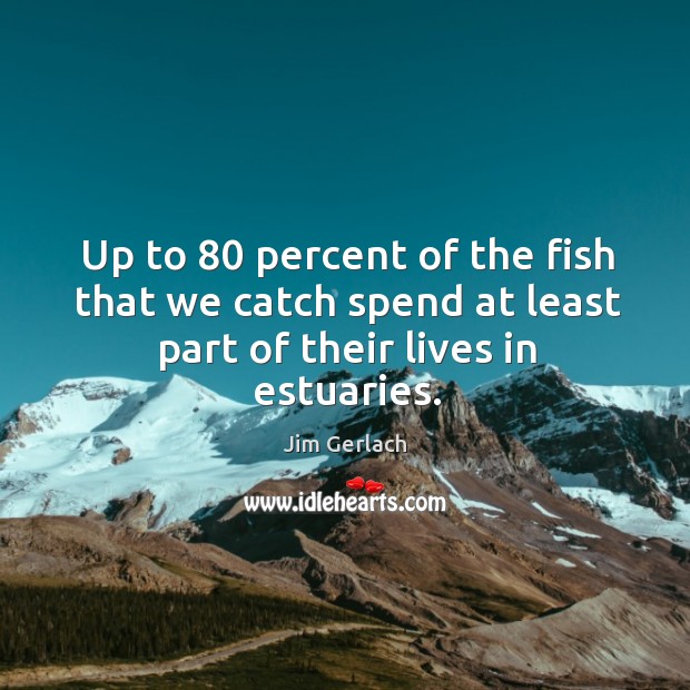 Up to 80 percent of the fish that we catch spend at least part of their lives in estuaries. Image