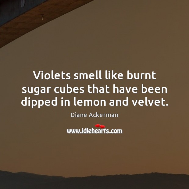 Violets smell like burnt sugar cubes that have been dipped in lemon and velvet. Diane Ackerman Picture Quote