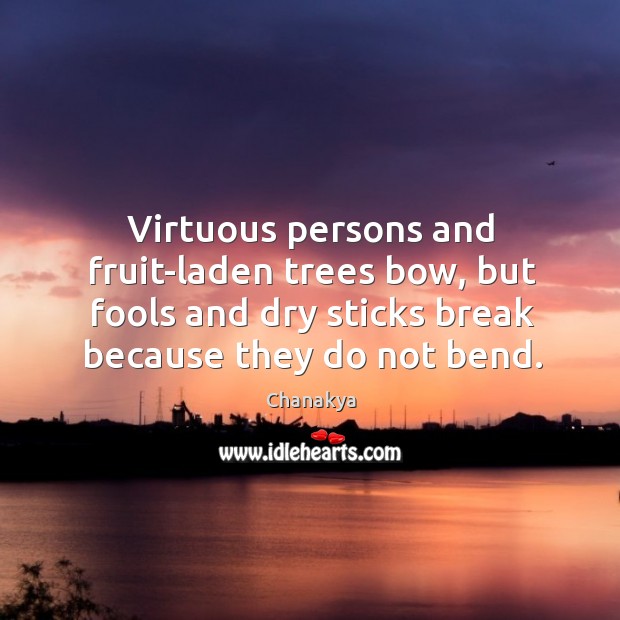 Virtuous persons and fruit-laden trees bow, but fools and dry sticks break Chanakya Picture Quote