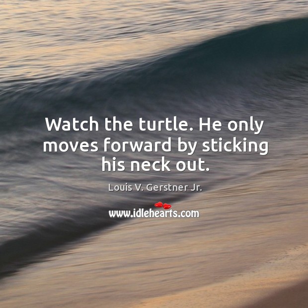 Watch the turtle. He only moves forward by sticking his neck out. Image