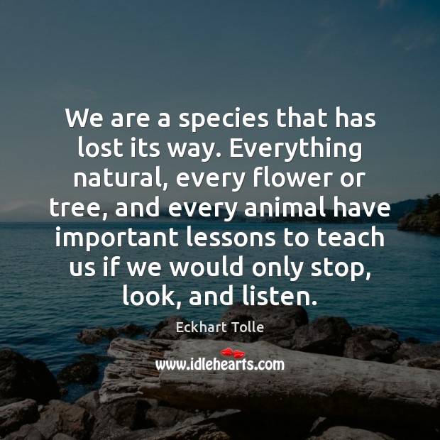 We are a species that has lost its way. Everything natural, every Eckhart Tolle Picture Quote