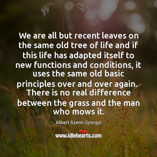 We are all but recent leaves on the same old tree of Albert Szent-Gyorgyi Picture Quote