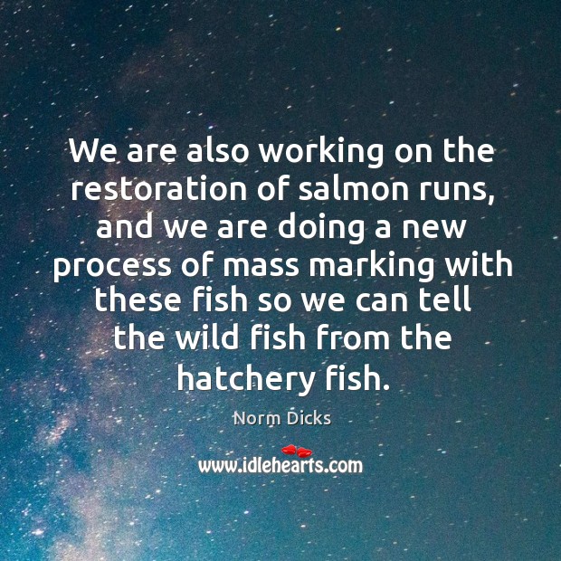 We are also working on the restoration of salmon runs Norm Dicks Picture Quote
