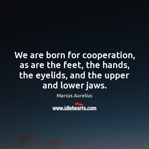 We are born for cooperation, as are the feet, the hands, the Marcus Aurelius Picture Quote