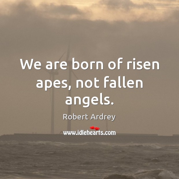 We are born of risen apes, not fallen angels. Robert Ardrey Picture Quote