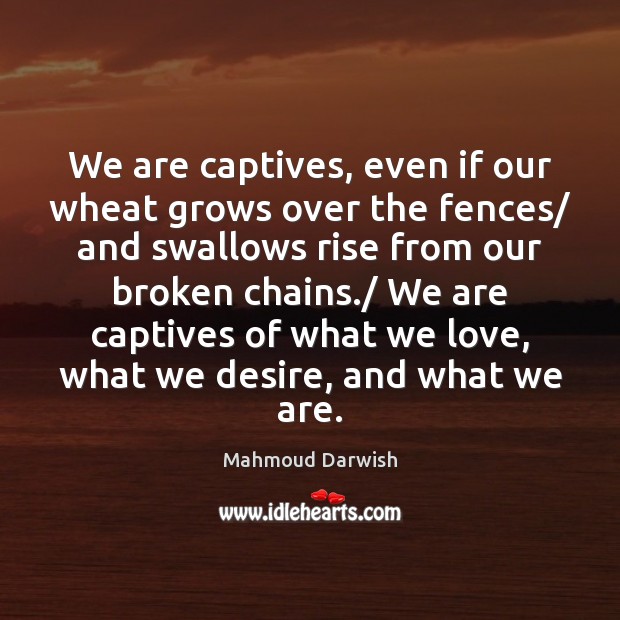 We are captives, even if our wheat grows over the fences/ and Mahmoud Darwish Picture Quote