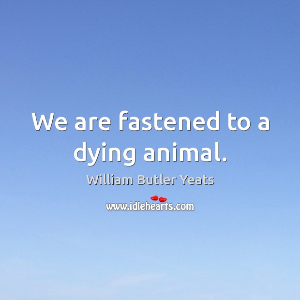 We are fastened to a dying animal. William Butler Yeats Picture Quote