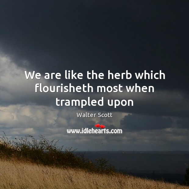 We are like the herb which flourisheth most when trampled upon Walter Scott Picture Quote