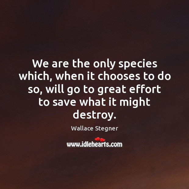 We are the only species which, when it chooses to do so, Wallace Stegner Picture Quote