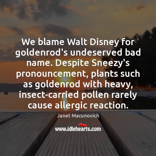 We blame Walt Disney for goldenrod’s undeserved bad name. Despite Sneezy’s pronouncement, Janet Macunovich Picture Quote