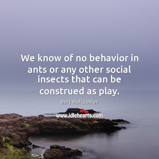 We know of no behavior in ants or any other social insects that can be construed as play. Bert Holldobler Picture Quote