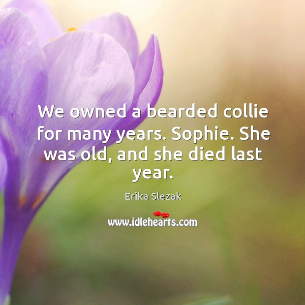 We owned a bearded collie for many years. Sophie. She was old, and she died last year. Image