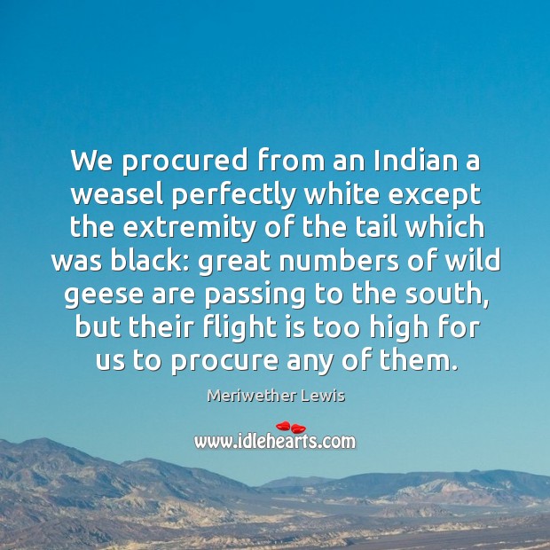 We procured from an indian a weasel perfectly white except the extremity of the tail which was black: Meriwether Lewis Picture Quote
