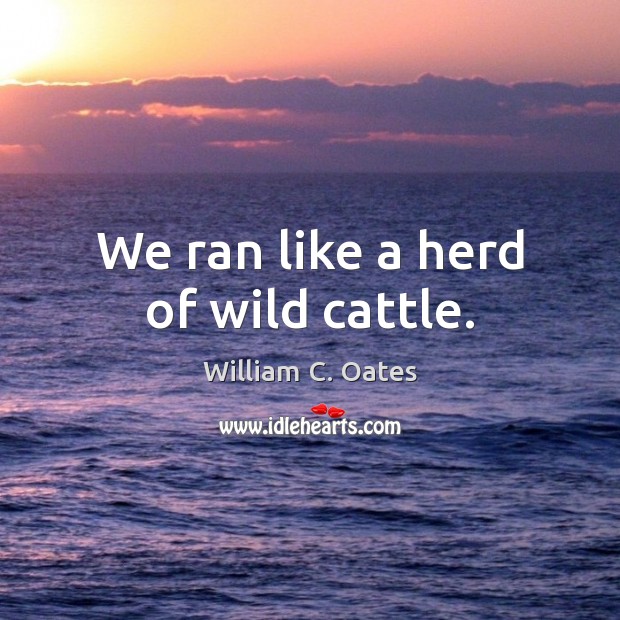 We ran like a herd of wild cattle. William C. Oates Picture Quote