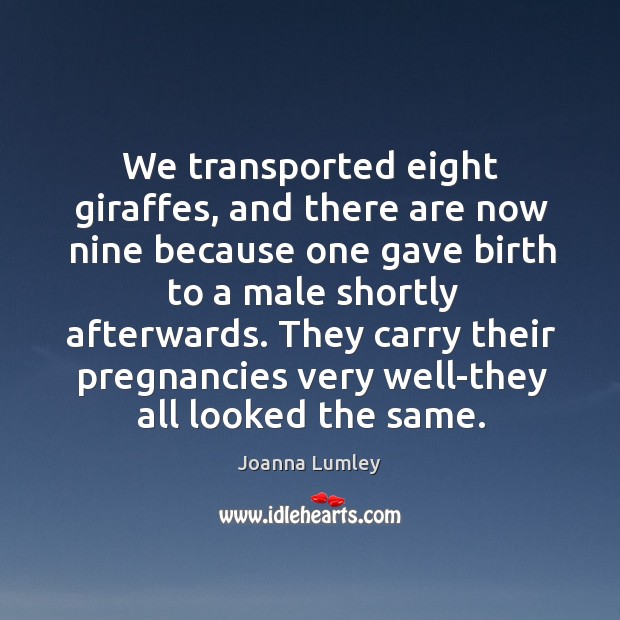 We transported eight giraffes, and there are now nine because one gave birth to a male shortly afterwards. Joanna Lumley Picture Quote