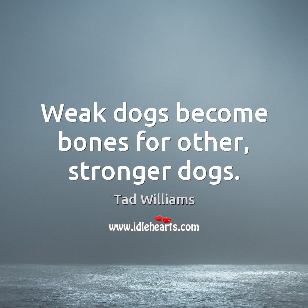 Weak dogs become bones for other, stronger dogs. Tad Williams Picture Quote