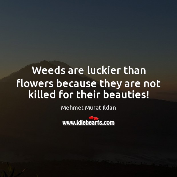 Weeds are luckier than flowers because they are not killed for their beauties! Mehmet Murat Ildan Picture Quote