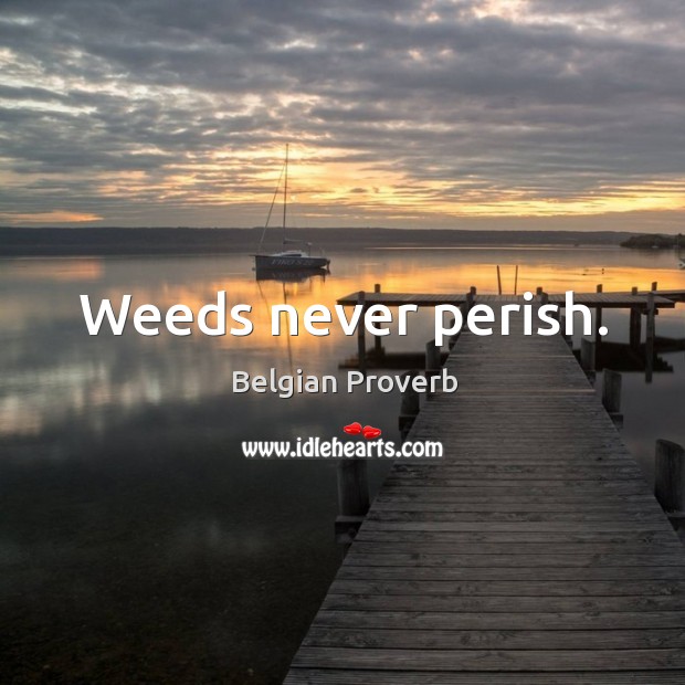 Weeds never perish. Belgian Proverbs Image