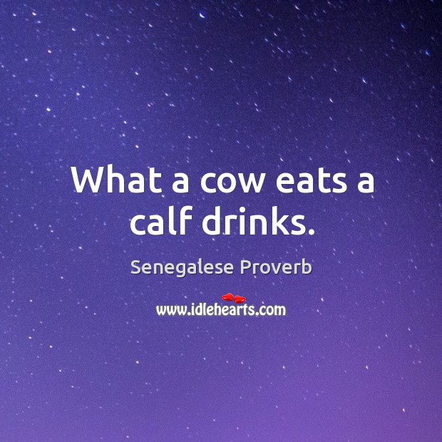 What a cow eats a calf drinks. Senegalese Proverbs Image