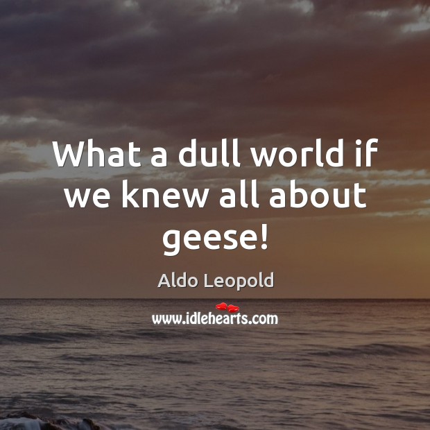 What a dull world if we knew all about geese! Aldo Leopold Picture Quote