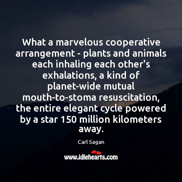 What a marvelous cooperative arrangement – plants and animals each inhaling each Carl Sagan Picture Quote