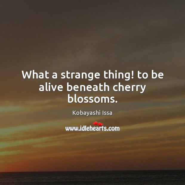 What a strange thing! to be alive beneath cherry blossoms. Kobayashi Issa Picture Quote