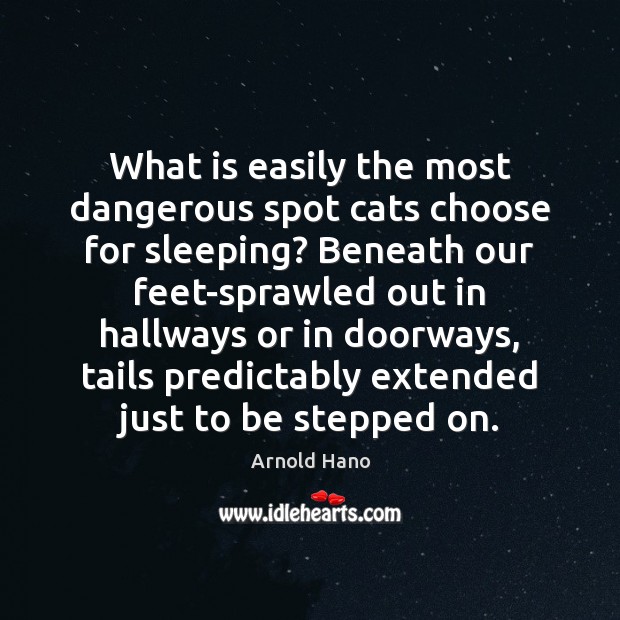 What is easily the most dangerous spot cats choose for sleeping? Beneath Arnold Hano Picture Quote