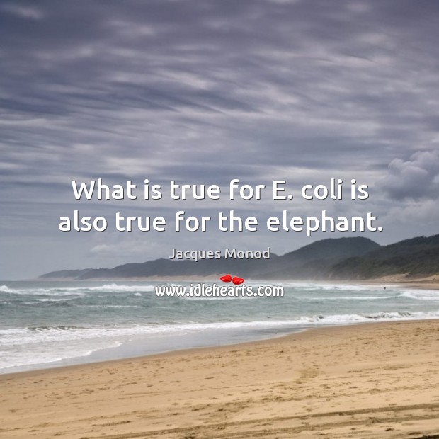 What is true for E. coli is also true for the elephant. Jacques Monod Picture Quote