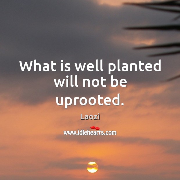 What is well planted will not be uprooted. Laozi Picture Quote