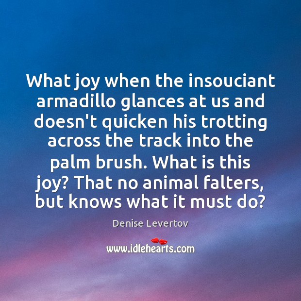 What joy when the insouciant armadillo glances at us and doesn’t quicken Denise Levertov Picture Quote