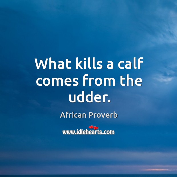 What kills a calf comes from the udder. African Proverbs Image