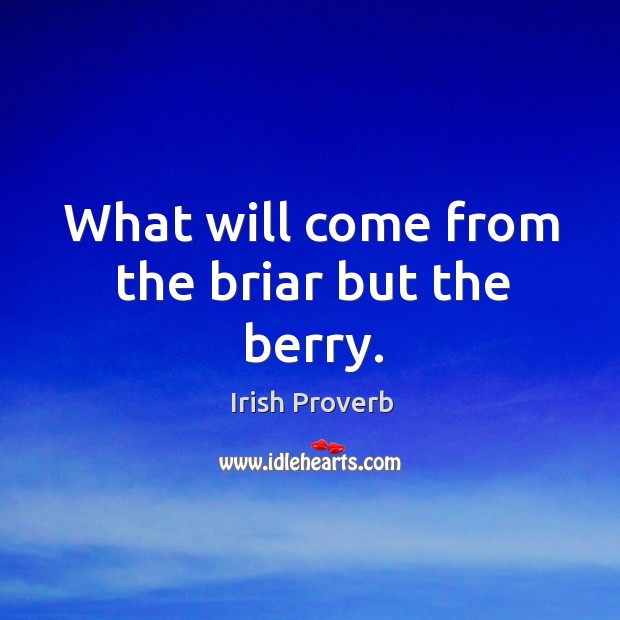 What will come from the briar but the berry. Irish Proverbs Image
