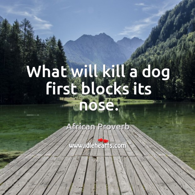 What will kill a dog first blocks its nose. African Proverbs Image