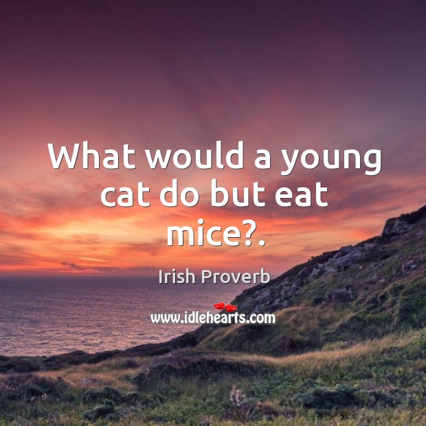 What would a young cat do but eat mice?. Irish Proverbs Image