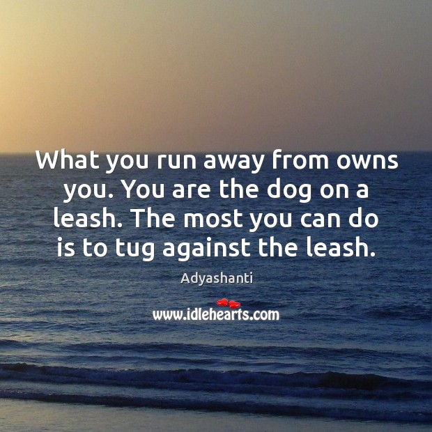 What you run away from owns you. You are the dog on Adyashanti Picture Quote