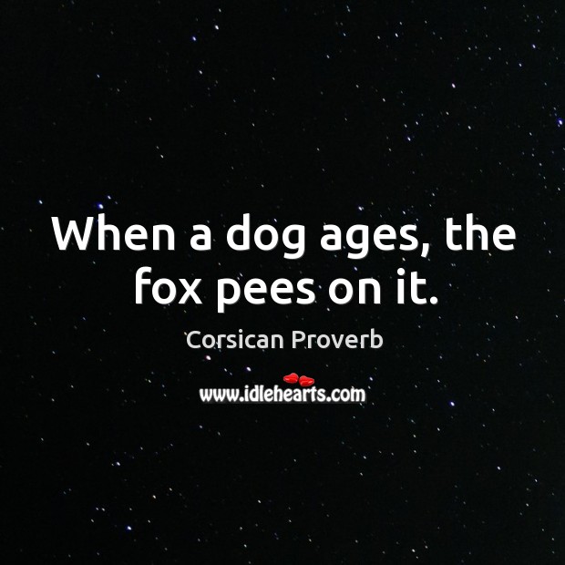 When a dog ages, the fox pees on it. Corsican Proverbs Image