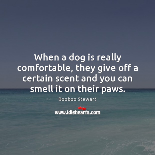 When a dog is really comfortable, they give off a certain scent Booboo Stewart Picture Quote