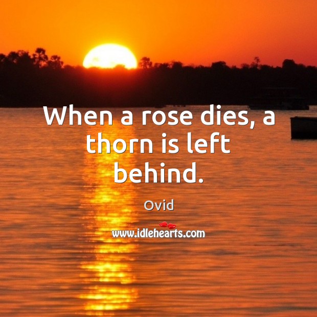 When a rose dies, a thorn is left behind. Ovid Picture Quote