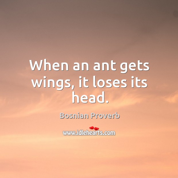 When an ant gets wings, it loses its head. Bosnian Proverbs Image