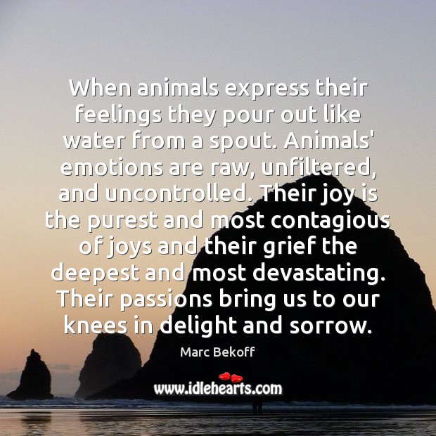 When animals express their feelings they pour out like water from a Marc Bekoff Picture Quote