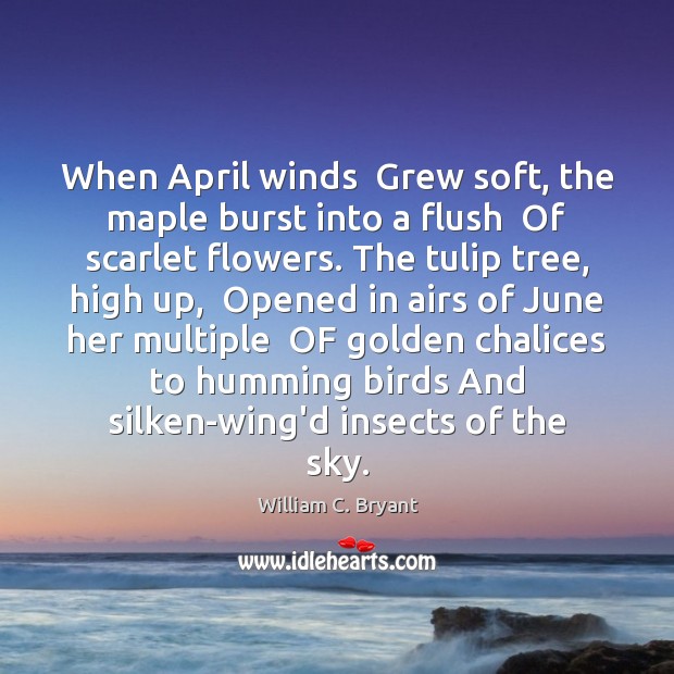 When April winds  Grew soft, the maple burst into a flush  Of William C. Bryant Picture Quote
