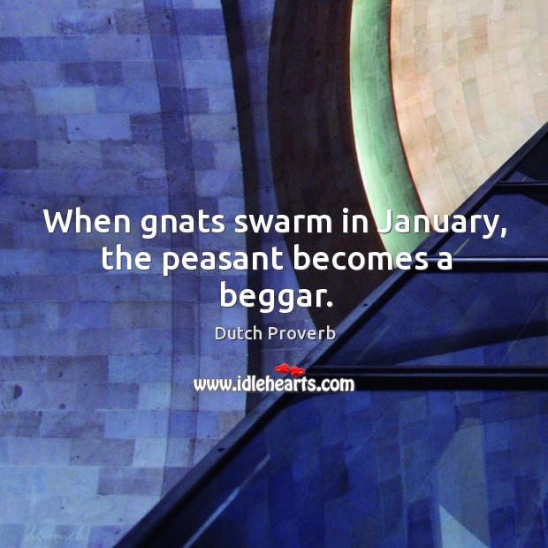When gnats swarm in january, the peasant becomes a beggar. Dutch Proverbs Image