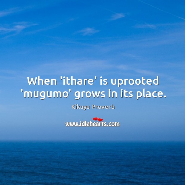 When ‘ithare’ is uprooted ‘mugumo’ grows in its place. Kikuyu Proverbs Image