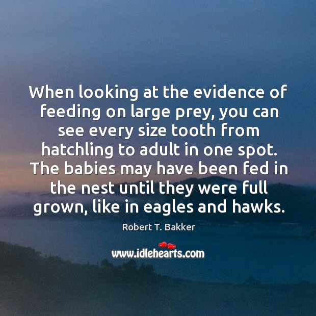 When looking at the evidence of feeding on large prey, you can see every size tooth Robert T. Bakker Picture Quote