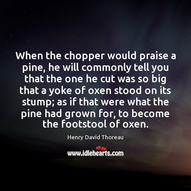 When the chopper would praise a pine, he will commonly tell you Image