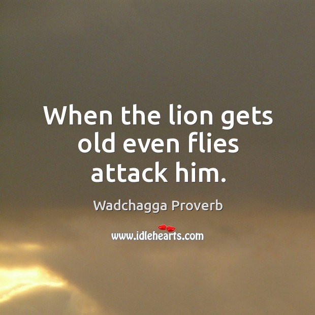 When the lion gets old even flies attack him. Wadchagga Proverbs Image