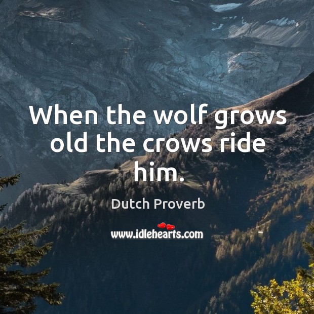 When the wolf grows old the crows ride him. Dutch Proverbs Image