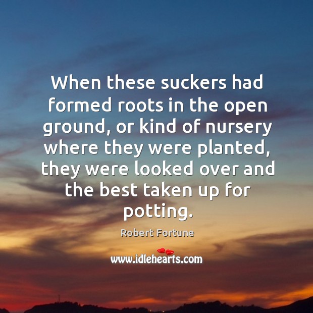 When these suckers had formed roots in the open ground, or kind of nursery Robert Fortune Picture Quote